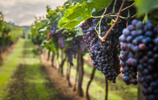 Filari di viti ricchi di grappoli d'uva matura, profumo di vendemmia imminente.